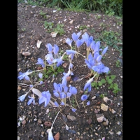 Crocus pulchellus (Fam. Iridaceae) (Europe Sud Est) (00)